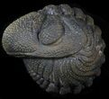 Bumpy Enrolled Morocops (Phacops) Trilobite #39460-2